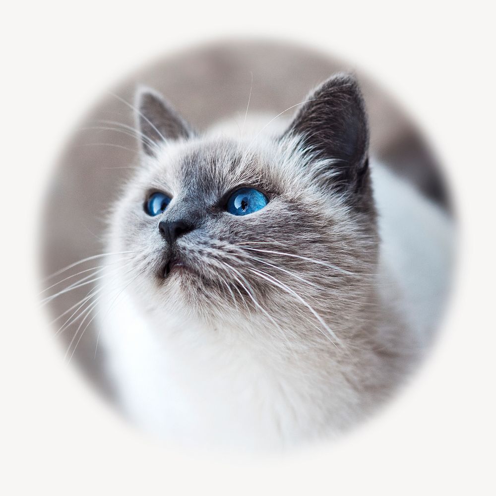 Ragdoll cat blur edge circle badge, pet photo 
