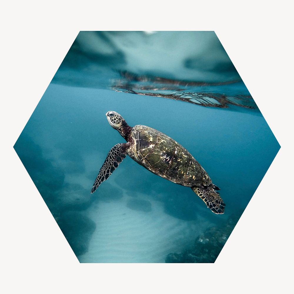 Sea turtle hexagon shape badge, animal photo