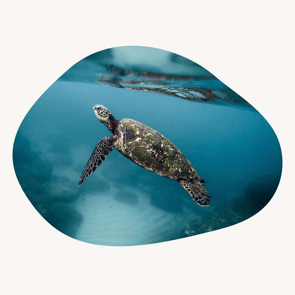 Sea turtle blob shape badge, animal photo