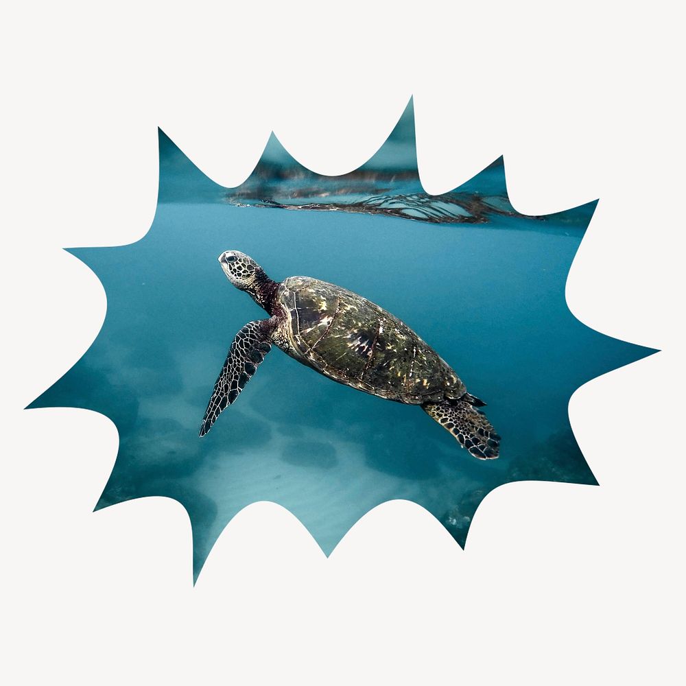 Sea turtle bang  shape badge, animal photo 