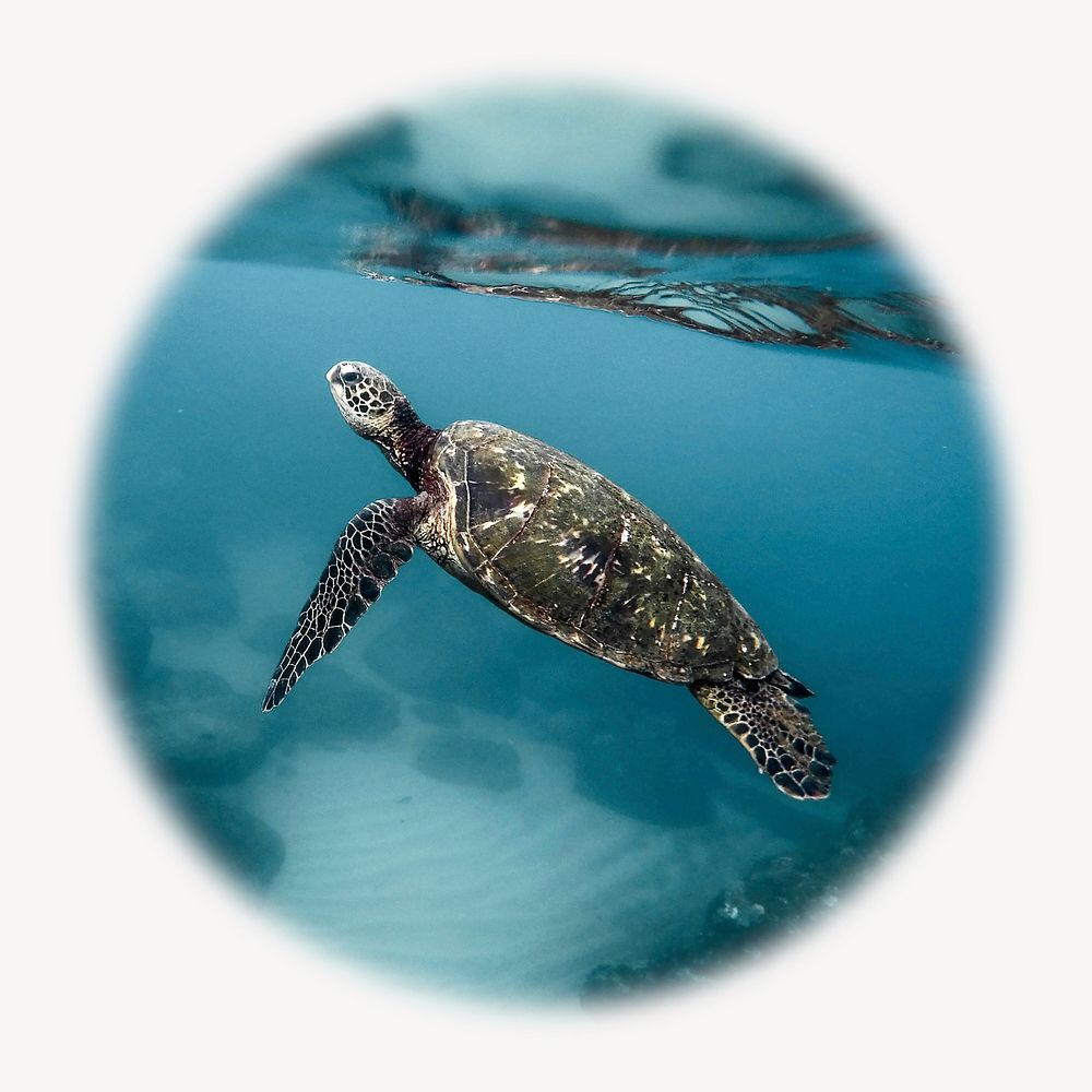 Sea turtle blur edge circle badge, animal photo 