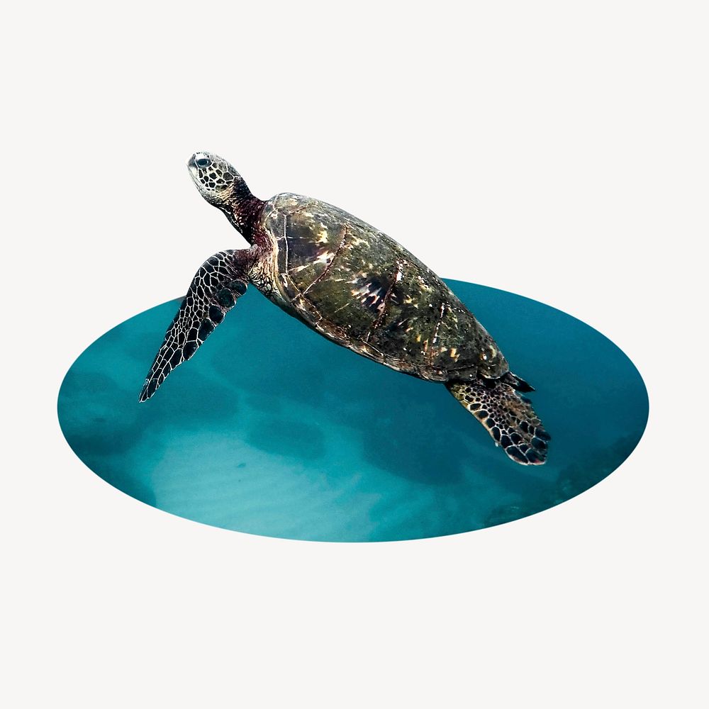 Sea turtle oval shape badge, animal photo