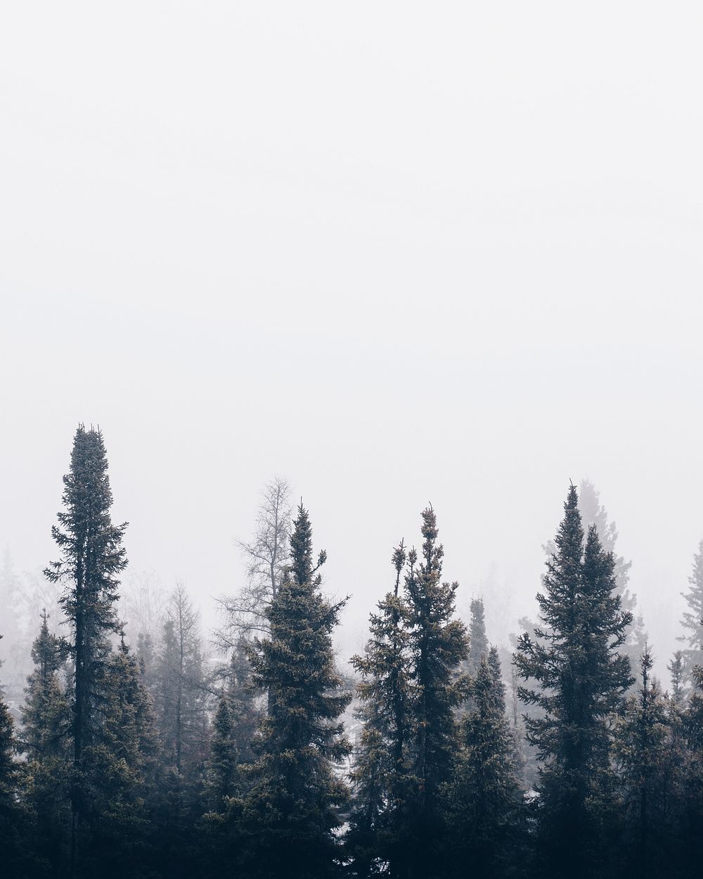 Tall pine trees shrouded in mist against a pale sky. Original public domain image from Wikimedia Commons