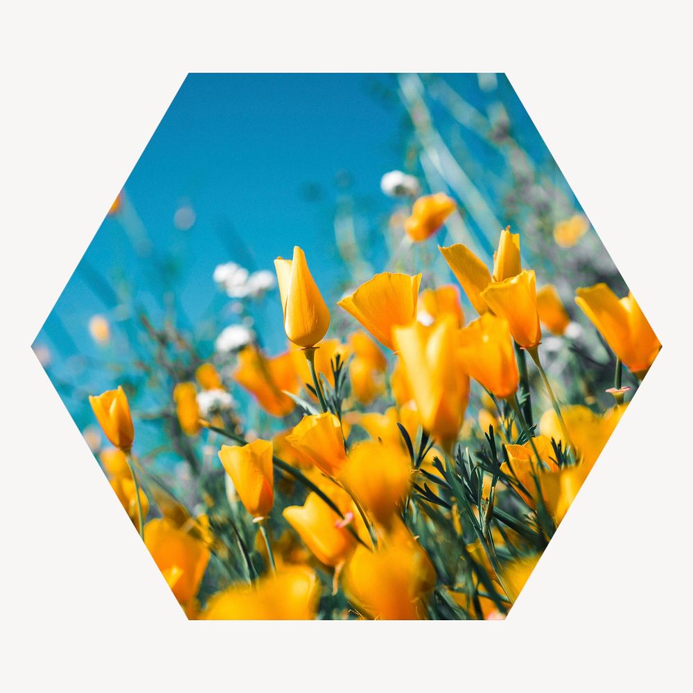 Yellow tulip field hexagon shape badge, Spring photo