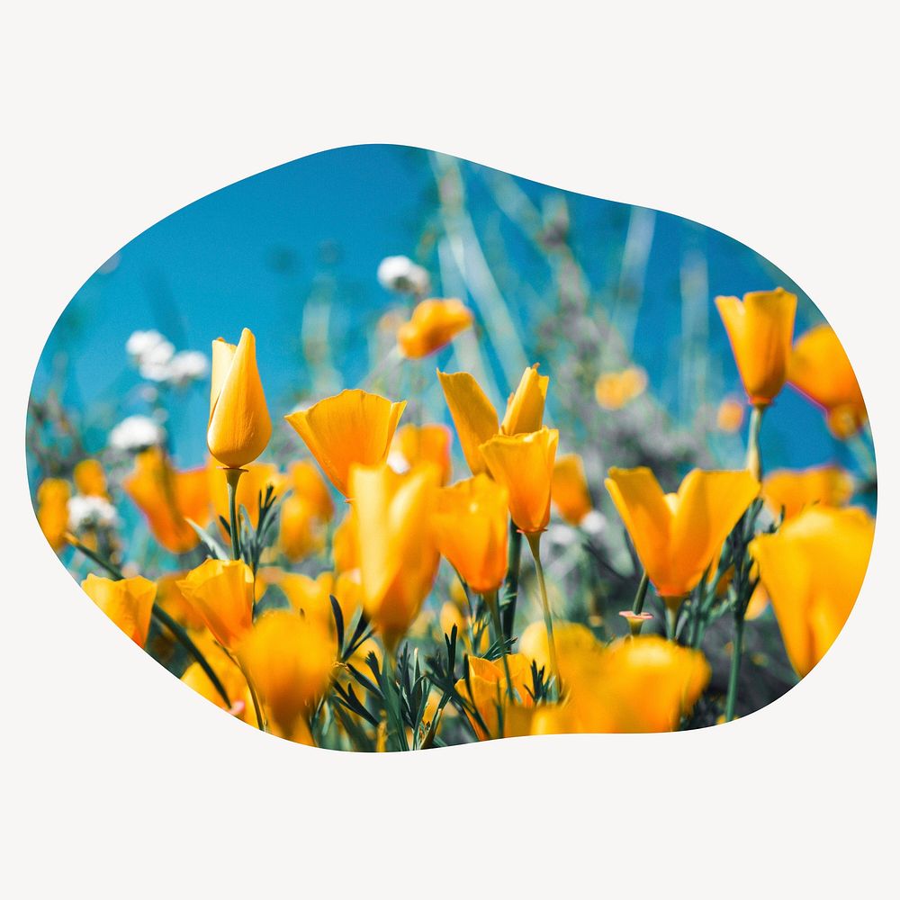 Yellow tulip field blob shape badge, Spring photo