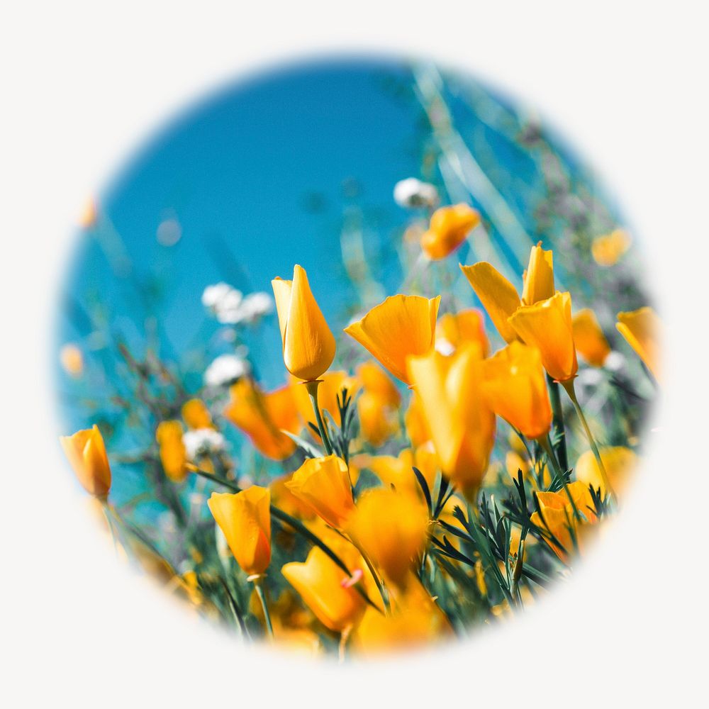 Yellow tulip field blur edge circle badge, Spring photo 