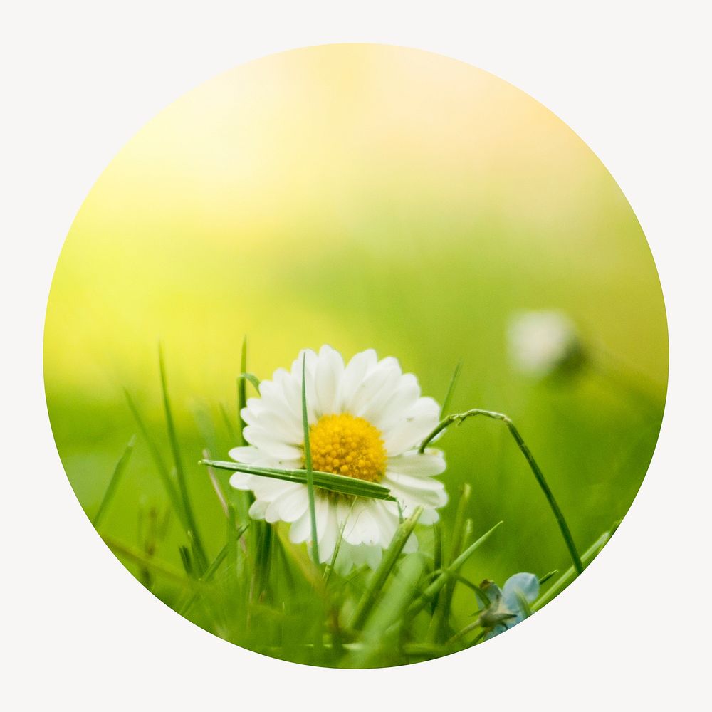 White daisy flower circle shape badge, Spring photo