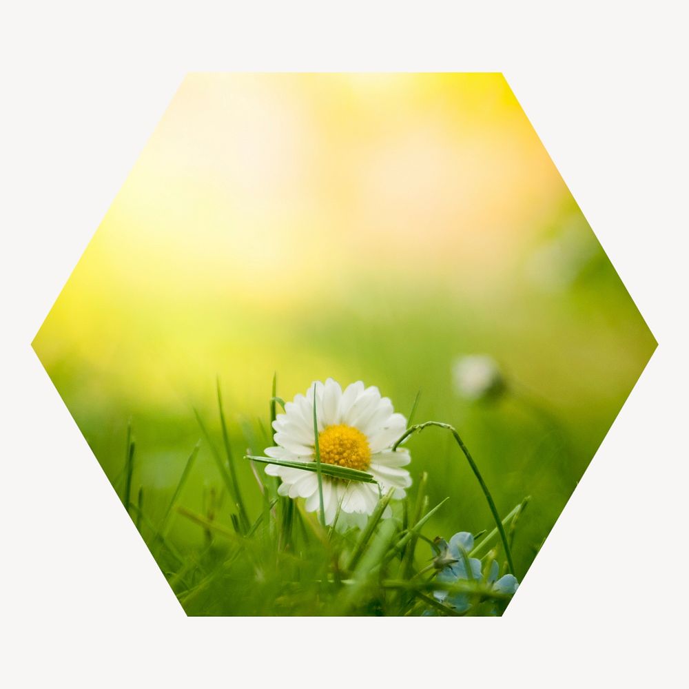White daisy flower hexagon shape badge, Spring photo