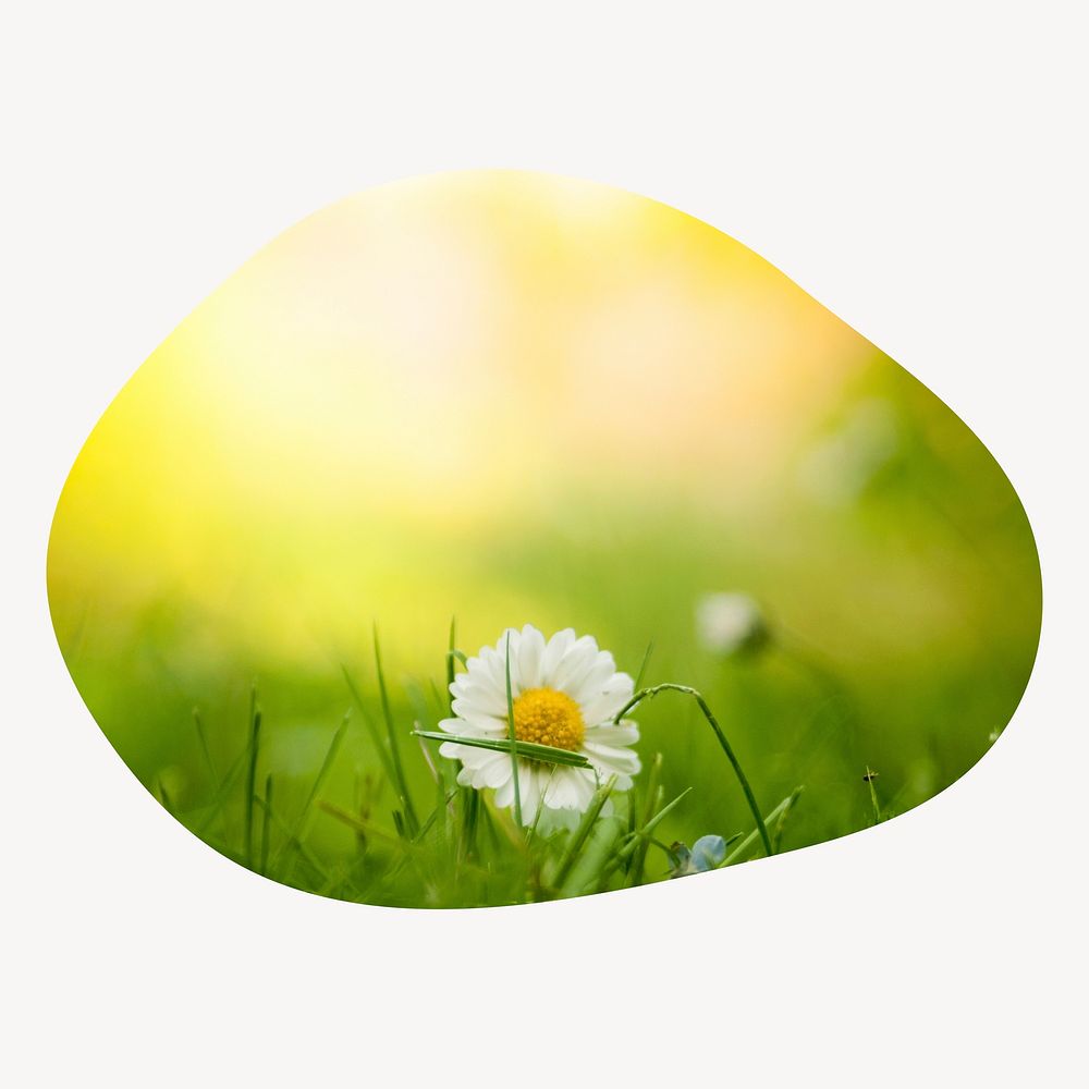 White daisy flower blob shape badge, Spring photo