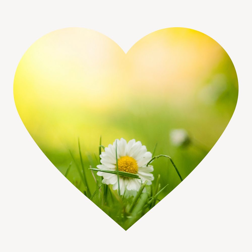 White daisy flower heart shape badge, Spring photo
