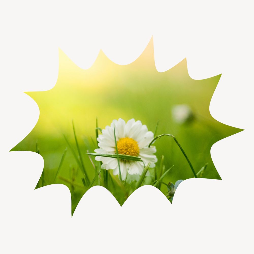 White daisy flower bang  shape badge, Spring photo 