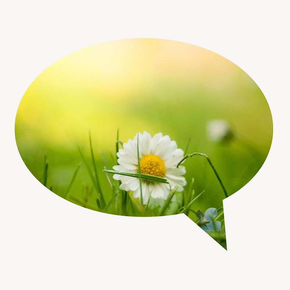 White daisy flower speech bubble badge, Spring photo