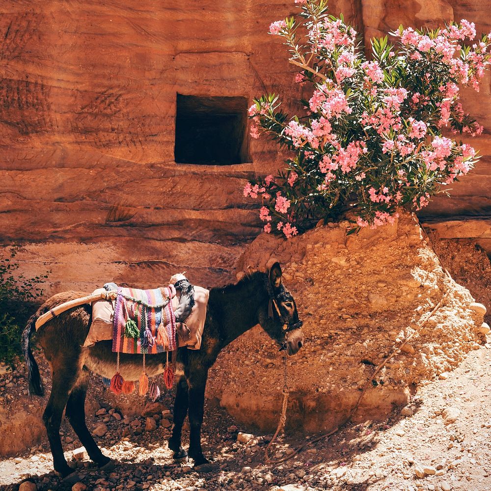 Donkey looking for shade in Petra, Jordan. Original public domain image from Wikimedia Commons