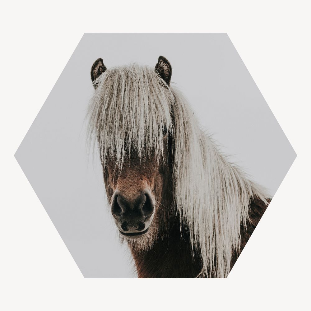 Horse portrait hexagon shape badge, animal photo