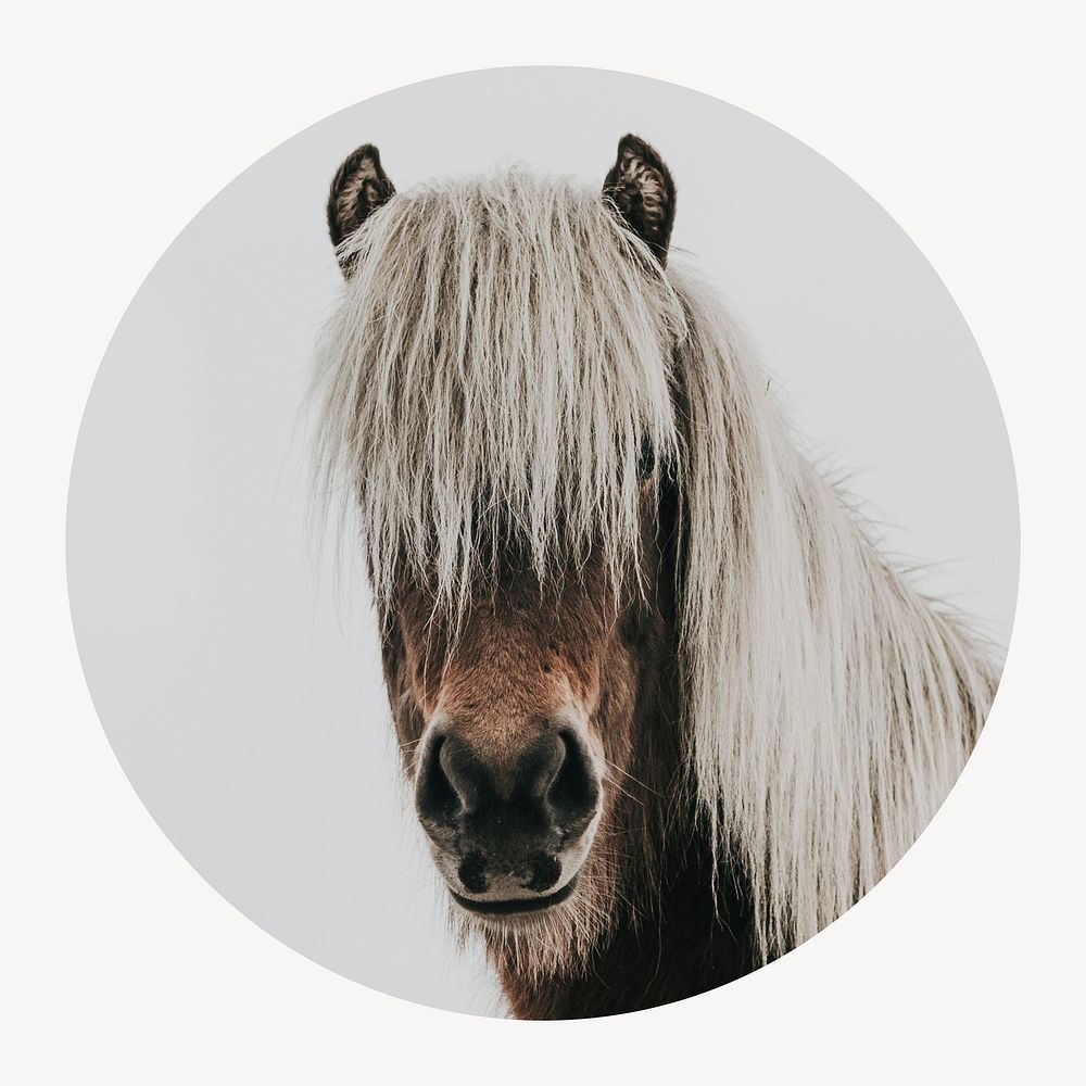 Horse portrait circle shape badge, animal photo