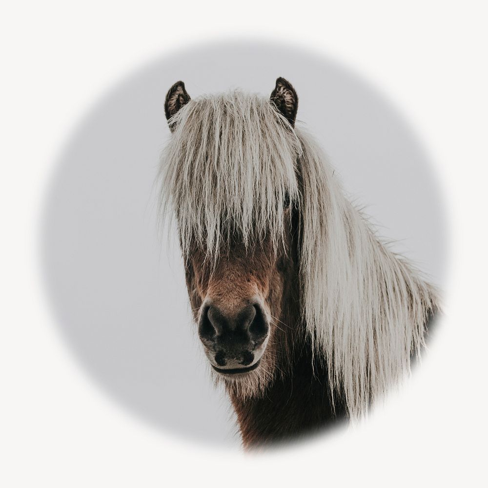 Horse portrait blur edge circle badge, animal photo 