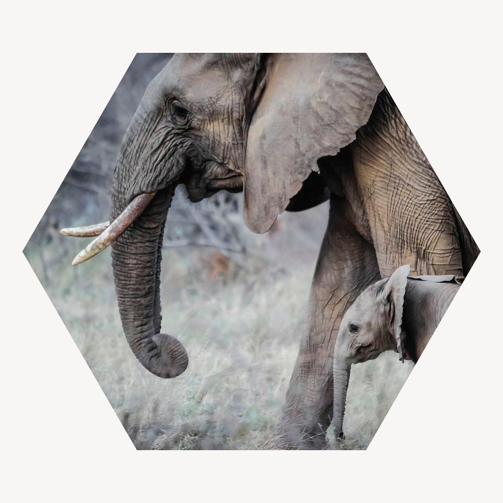 Mother, baby elephants hexagon shape badge, wildlife photo