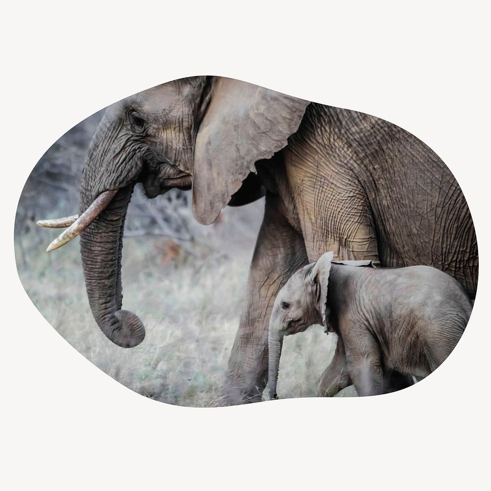 Mother, baby elephants blob shape badge, wildlife photo