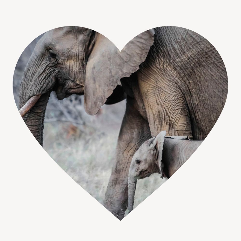 Mother, baby elephants heart shape badge, wildlife photo