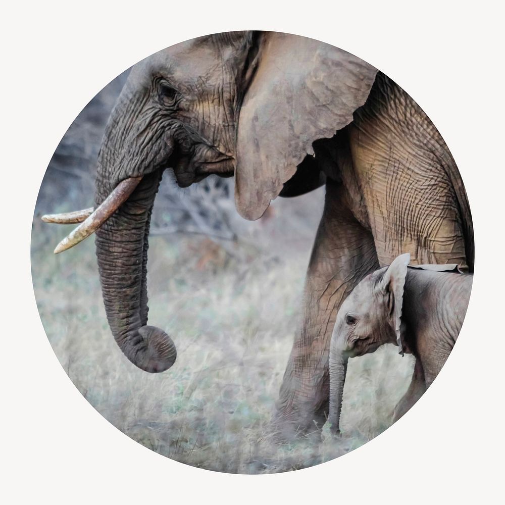 Mother, baby elephants circle shape badge, wildlife photo