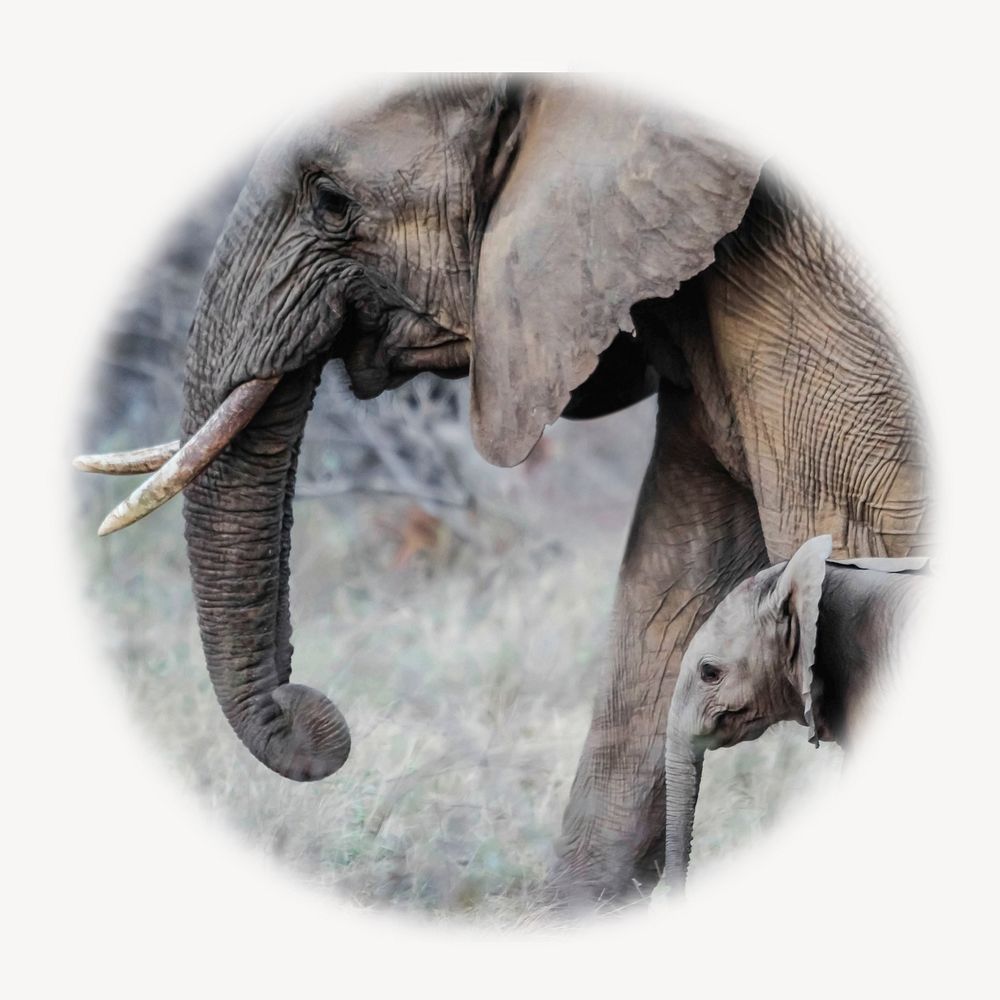 Mother, baby elephants blur edge circle badge, wildlife photo