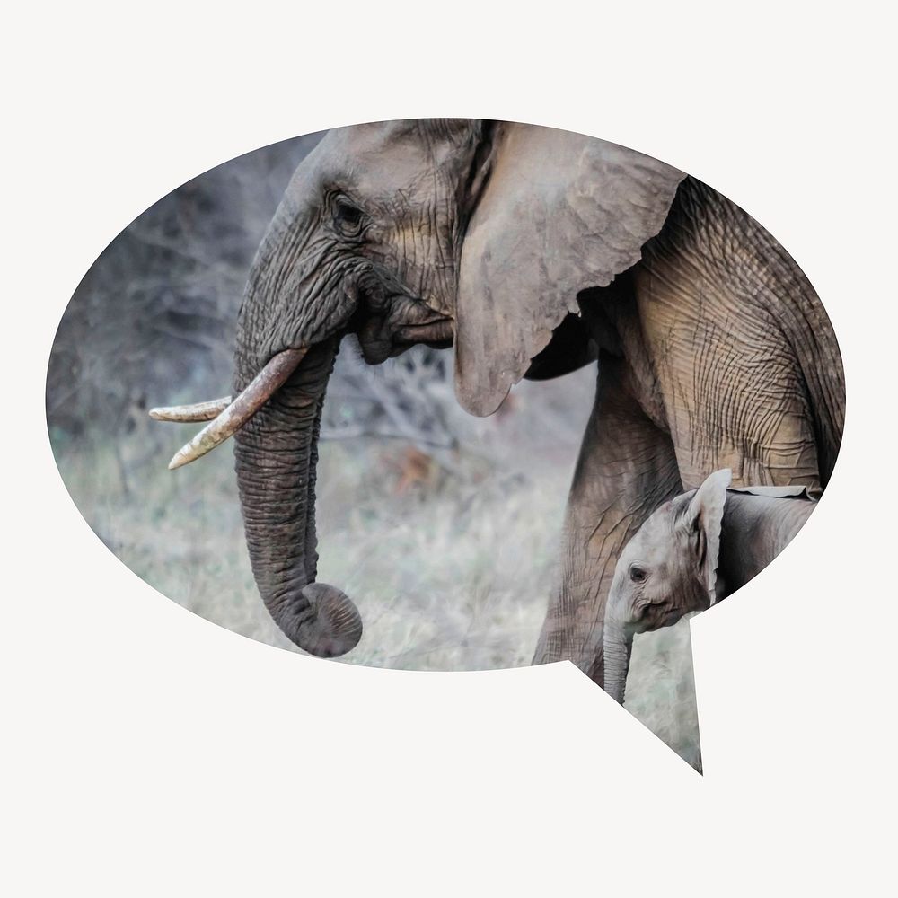 Mother, baby elephants speech bubble badge, wildlife photo