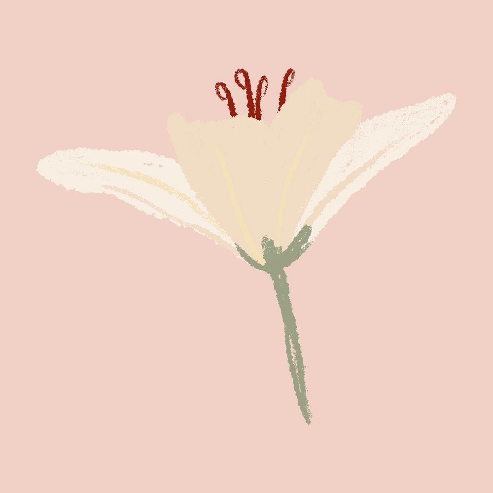 Lily white flower sticker psd hand drawn illustration
