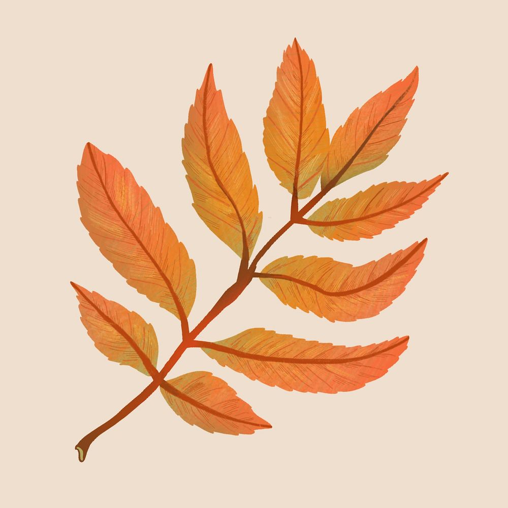 Hand drawn ash element psd fall leaf