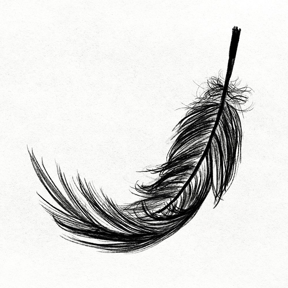 Black bird feather element psd 