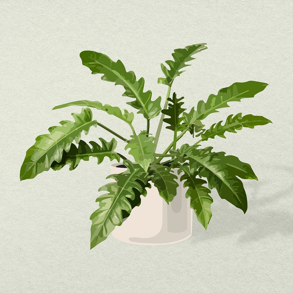 Plant psd image, Philodendron xanadu potted home interior decoration