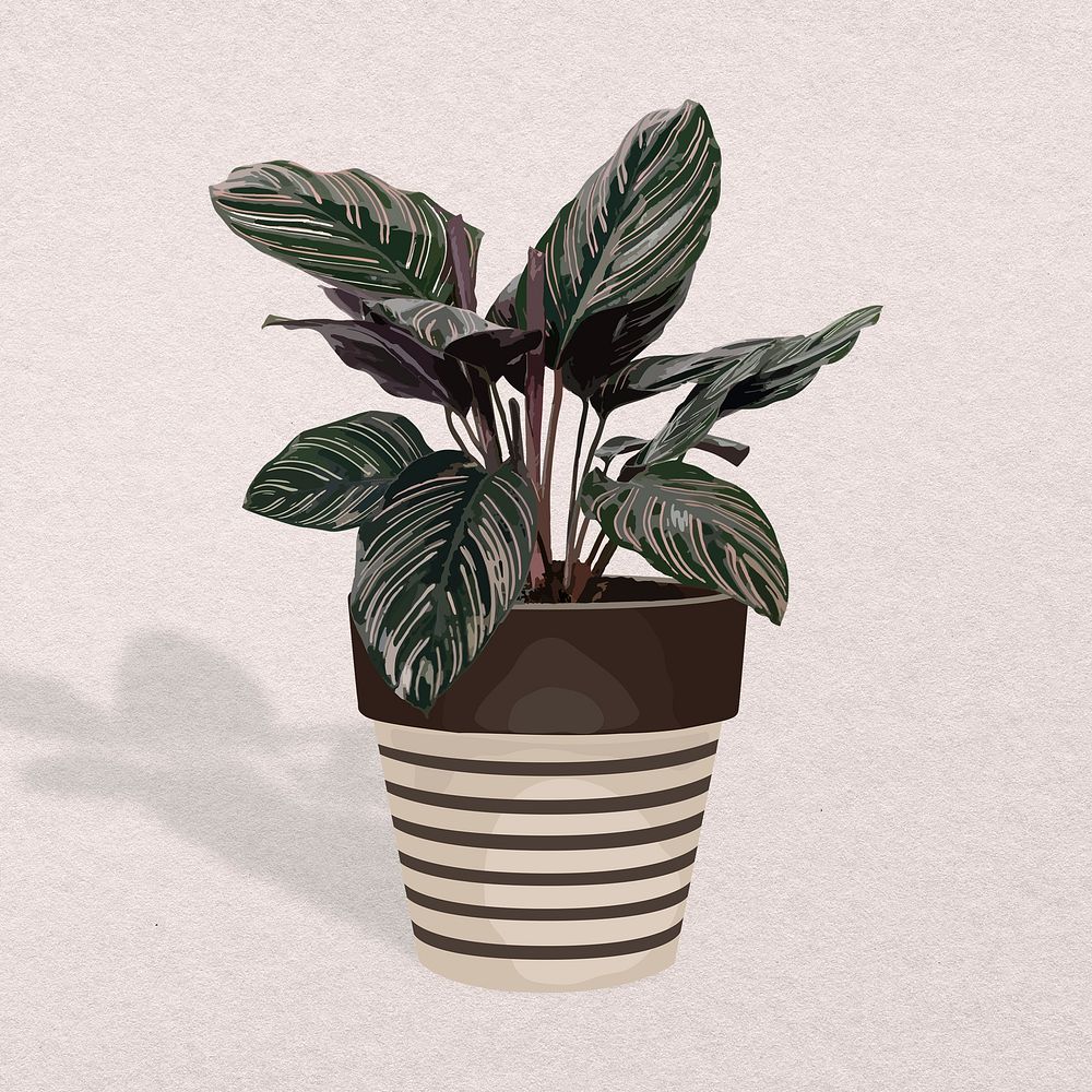 Potted plant psd image, Calathea white star potted home interior decoration