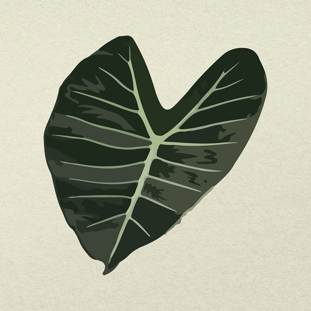 Leaf image psd, Alocasia longiloba plant