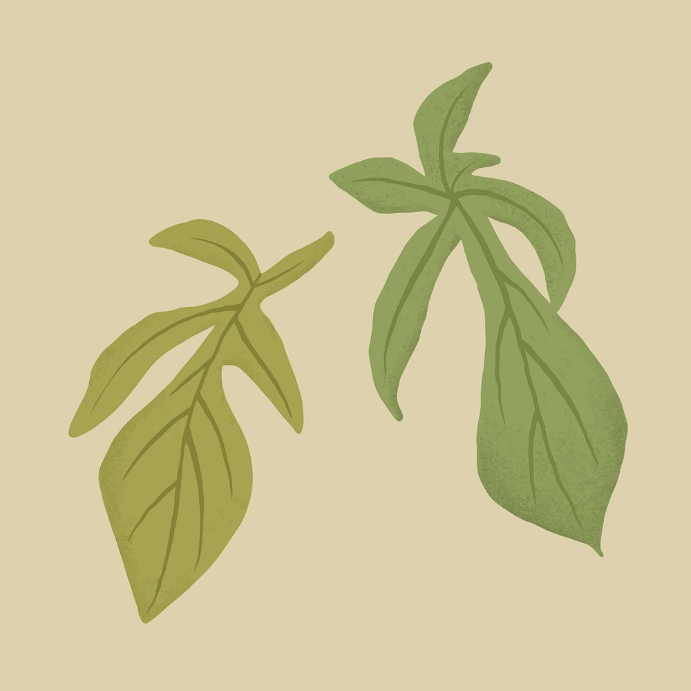 Leaf psd plant botanical illustration