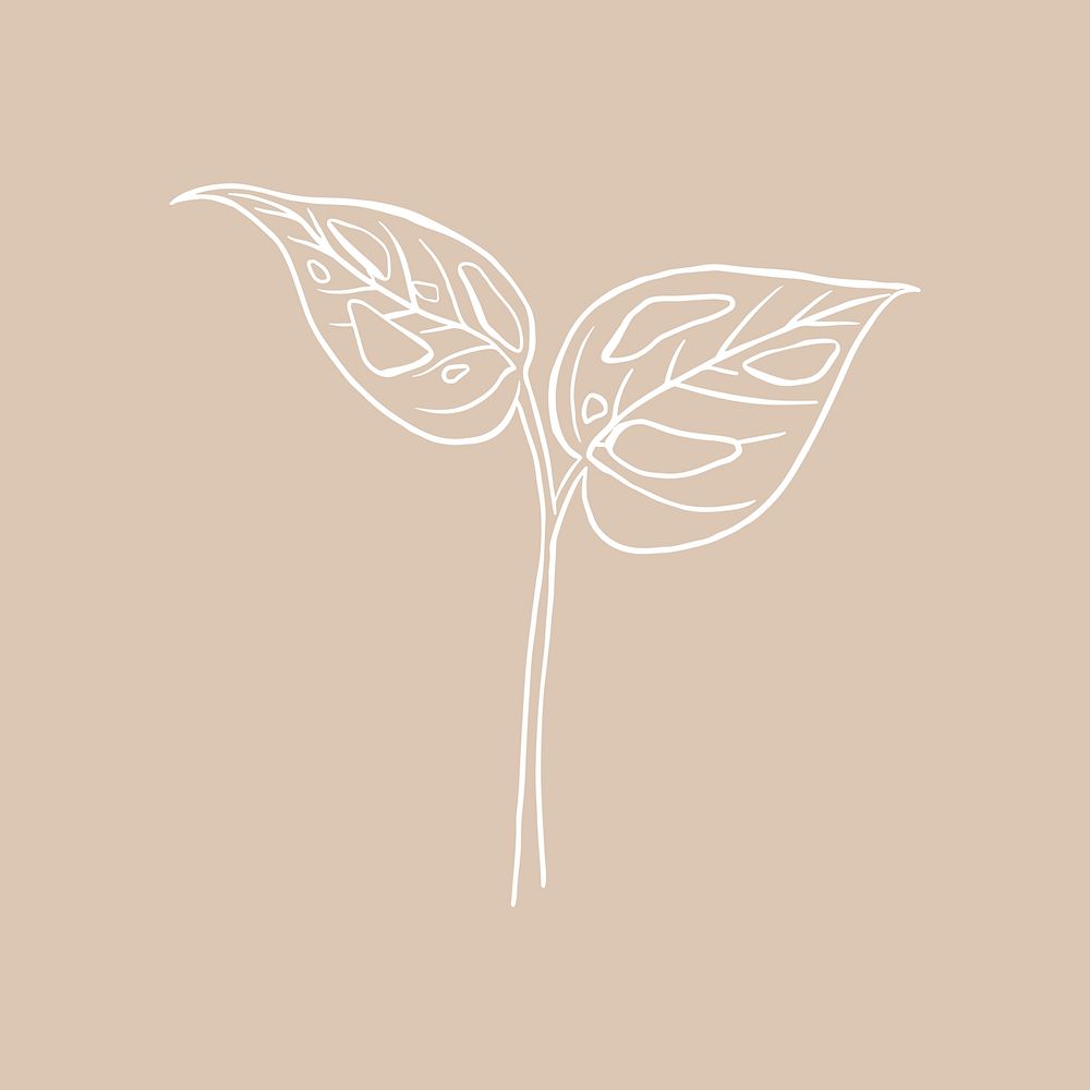 Monstera swiss cheese leaf psd doodle botanical illustration