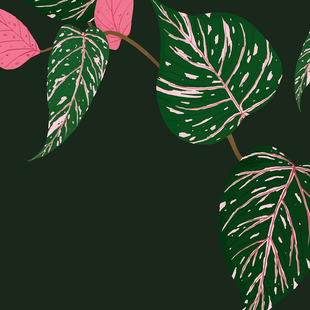 Tropical background vector calathea botanical illustration
