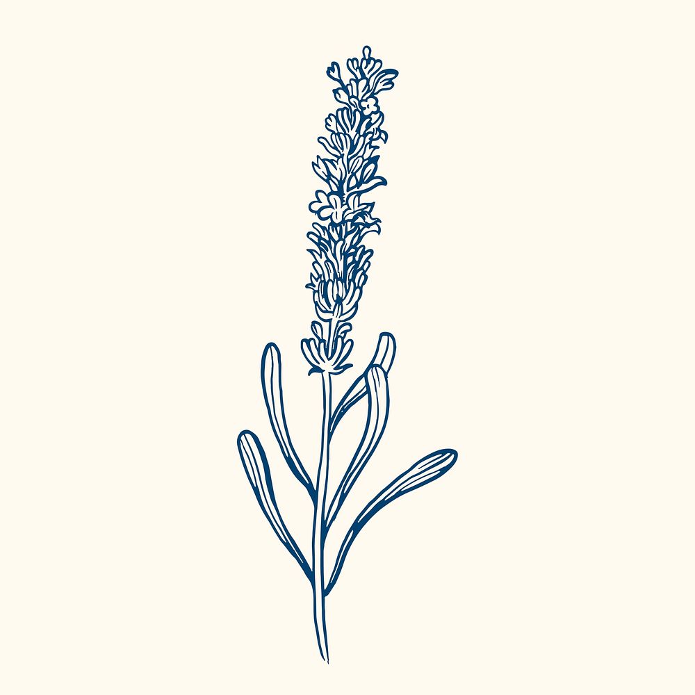 Lavender flower collage element, blue botanical sticker vector