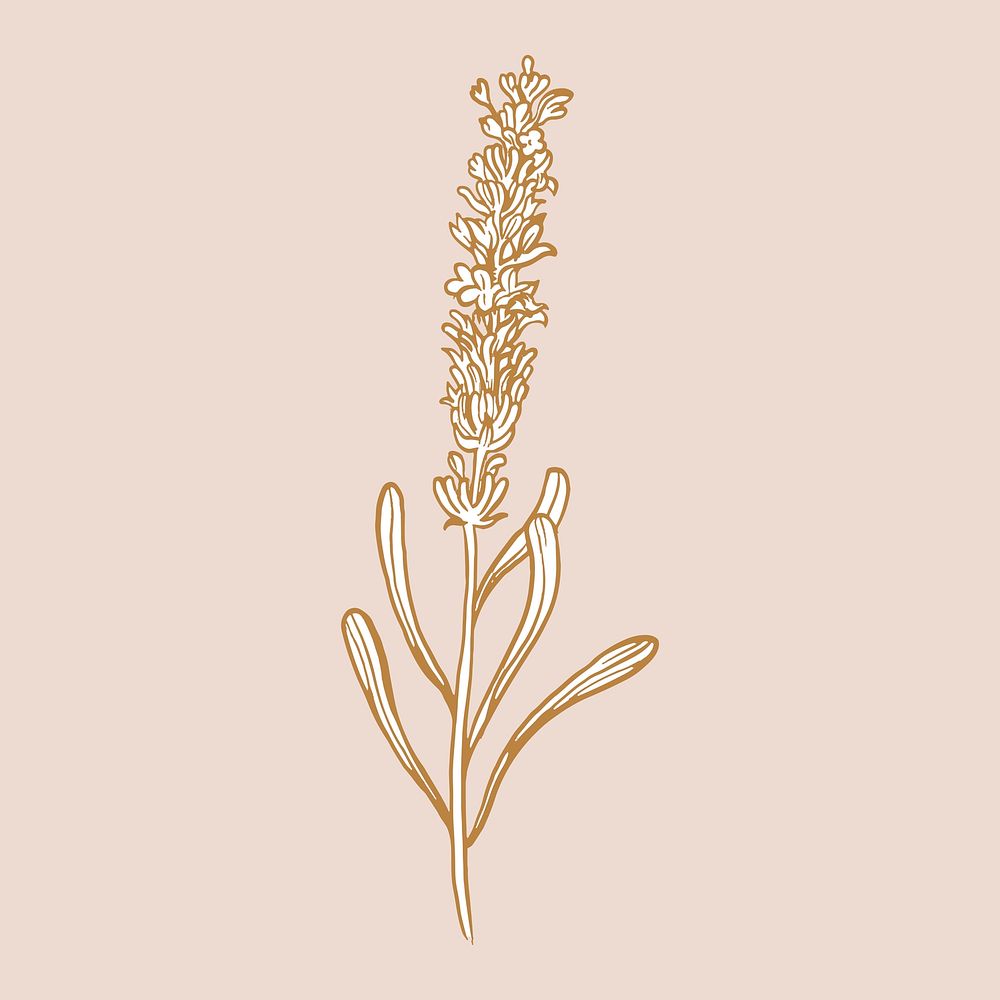 Lavender flower collage element, brown botanical sticker vector