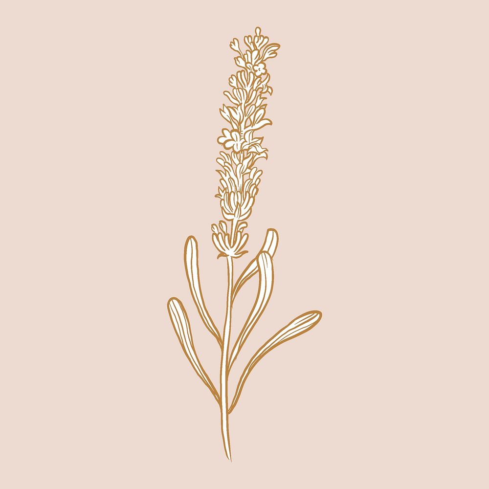 Lavender flower collage element, brown botanical sticker psd