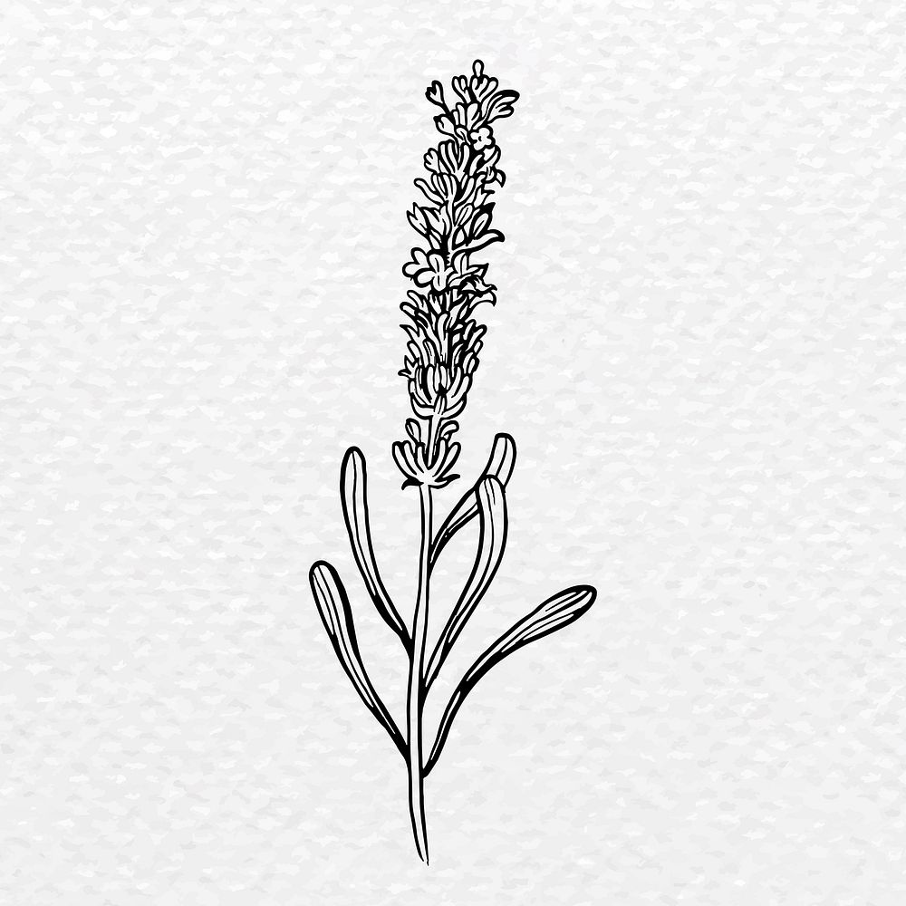 Lavender flower collage element, black botanical clipart