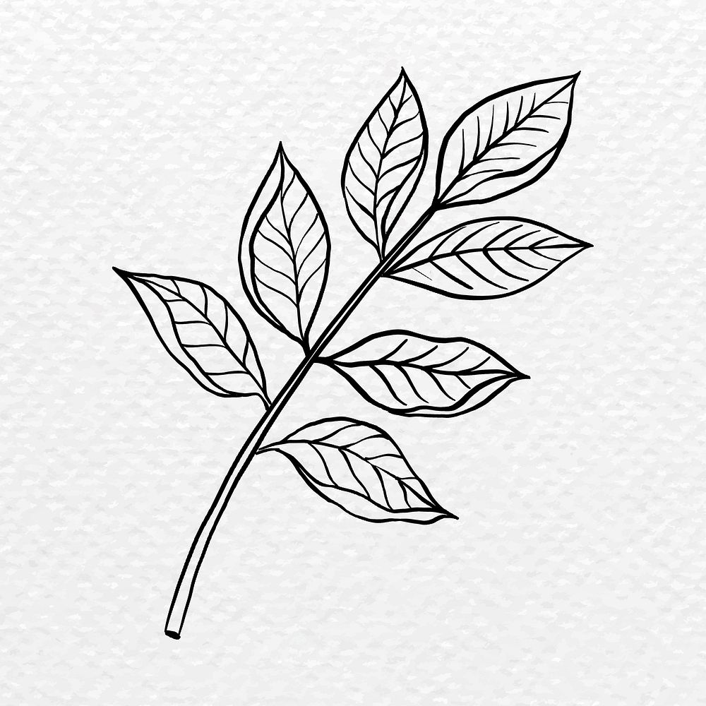 Black leaf sticker, vintage botanical illustration psd