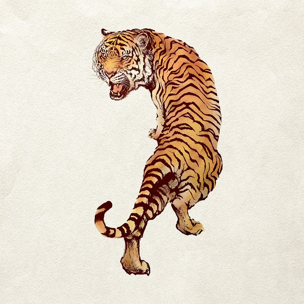Traditional tiger clipart, realistic animal illustration psd