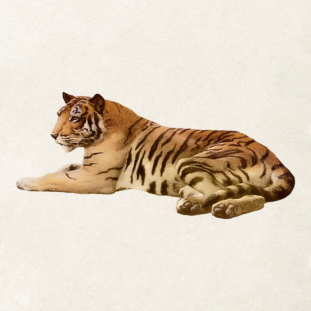 Realistic tiger clipart, animal illustration vector, remixed from artworks by John Charles Dollman