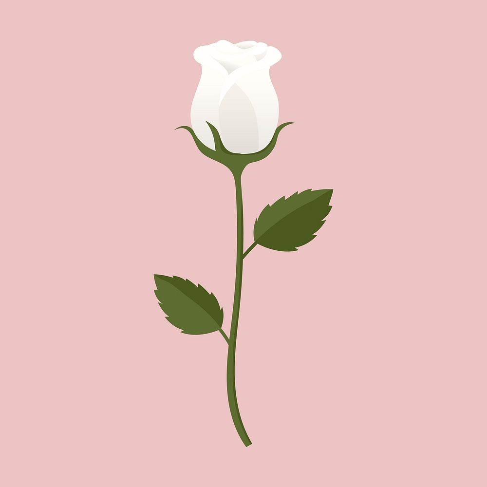 White rose, cute cartoon illustration