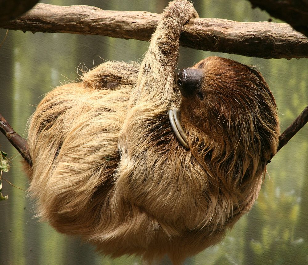 Two-toed sloth hanging on tree branch. Original public domain image from Wikimedia Commons