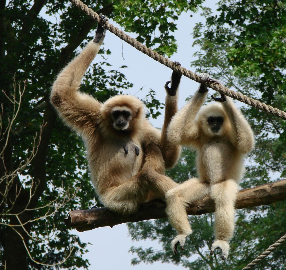 A mother white-handed gibbon and her young.Zoo d'Amiens. Original public domain image from Wikimedia Commons