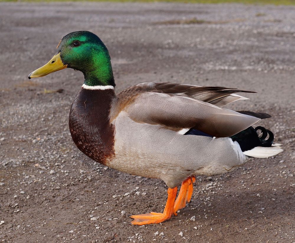 Duck. Original public domain image from Wikimedia Commons