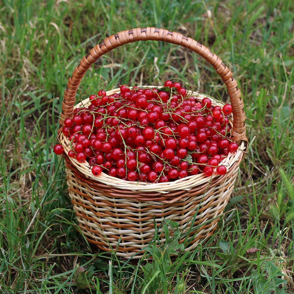 Redcurrant berries in a basket. Original public domain image from Wikimedia Commons