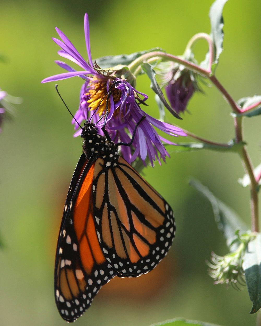 Butterfly just hanging out in the Springfield, MO, Botanical Garden. Original public domain image from Wikimedia Commons