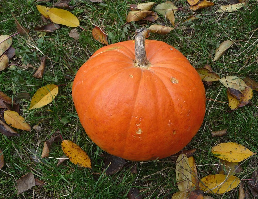 Halloween pumpkin during Autumn. Original public domain image from Wikimedia Commons