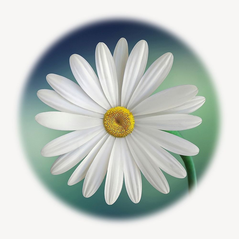 White daisy flower blur edge circle badge, Spring photo 